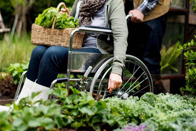 Ältere Frau im Rollstuhl erntet Salat im Garten